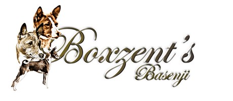 Boxzent's